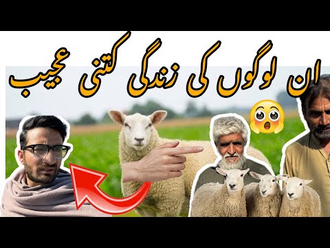 Village life sheperd | Ghani khan vlogs | #shepherd #villagelife #village #funny #ghanikhan #comedy