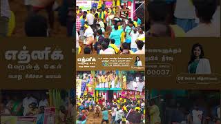 பாலமேடு பாலமுருகன் கோவில் காளை..! | Palamedu jallikattu