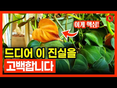 [식물을 키우면 좋은점 20가지🌿]ㅣ⚠️실제경험 주의⚠️ 처음으로 진심을 고백합니다🙏