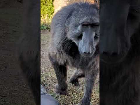 This Baboon dropped some 💨 and left! 😂 #funnyanimals #monkey #farmlife  #youtubeshorts #shorts