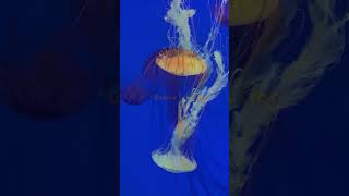 Discovering the Immortal Jellyfish  #educational #nature