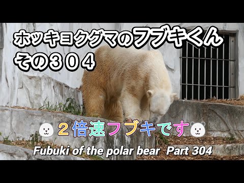 ホッキョクグマのフブキくん（３０４）🐻‍❄️２倍速フブキです🐻‍❄️（東山動植物園）Fubuki of the polar bear Part 304