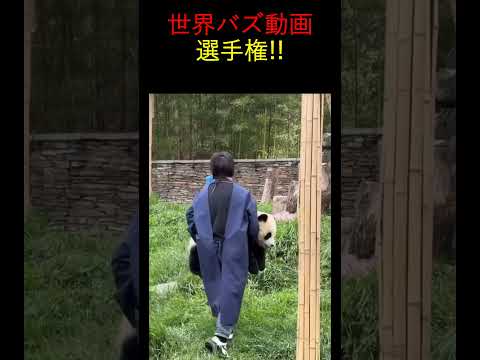 海外で大流行中！笑って癒される動物たちの可愛い瞬間集 #animals #funny #面白いビデオ #面白いビデオ #おもしろい #unbelievable