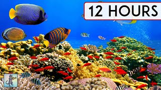 BEAUTIFUL CORAL REEF AQUARIUM COLLECTION • 12 HOURS • BEST RELAX MUSIC • SLEEP MUSIC • 1080p HD