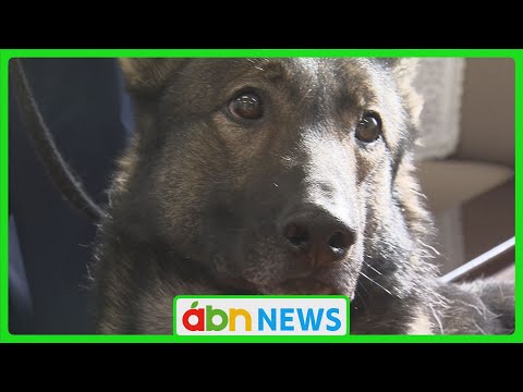 警察犬「チョッパー」嘱託式で今年の活動スタート！行方不明者捜索などで活躍に期待（abnステーション　2025.01.06）