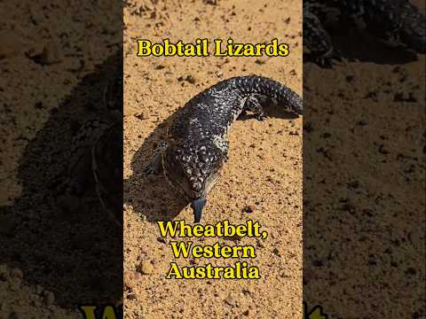 Bobtail Lizards - Wheatbelt, Western Australia #findinggspots