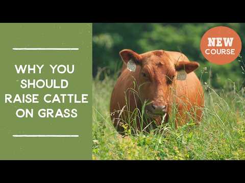 Why you should raise cattle on grass | Joel Salatin's Salad Bar Beef Video Course Promo