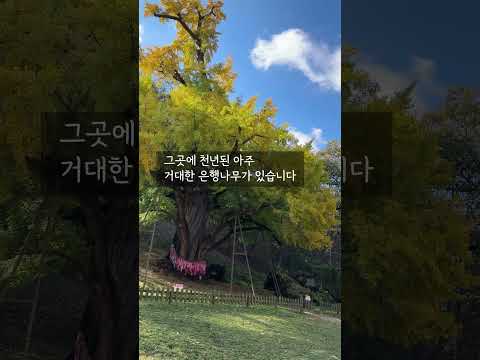 보석사, 가을 여행, 천년된 은행나무 / fall, a thousand-year-old ginkgo tree #shorts  #시골집 #전원주택 #가을여행지