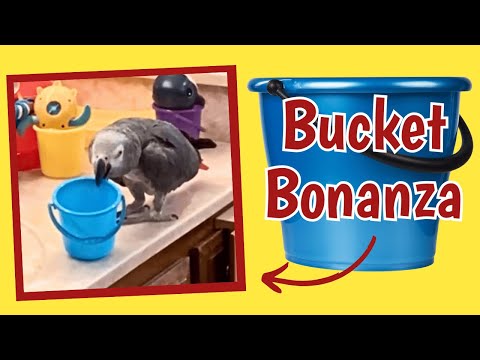 Bucket Bonanza: Einstein’s Musical Toy Toss!