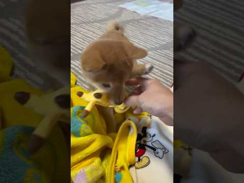 手が出るタイプの犬　　　　　　　　　　#豆柴 #dog #shorts #柴犬 #子犬