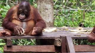 Baby Orangutans Learn How to Crack Coconuts