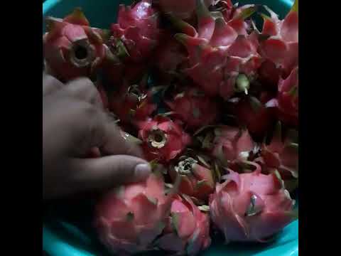 #fruit #dragonfruit #famousfood #farming #garden #like #nature #tasty #subscribe #shorts#aligarh