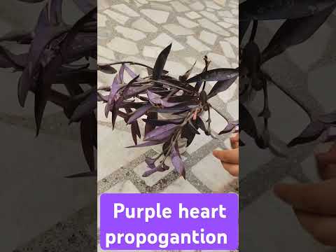 purple heart 💜 plant #propogation#propogateplantsbycutting #plants #trending #nature #viralshorts