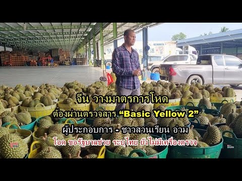 ชาวสวนทุเรียนอ่วม! หลัง "จีน" งัดตรวจ “Basic Yellow 2” แต่ไทยไม่มีเครื่องมือวัด : เรื่องเด่นทั่วไทย