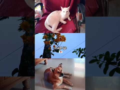 A soft life 💞 #shorts #viralshorts #pets #cat #dog #simplelife #aesthetic #youtube #minivlog #india