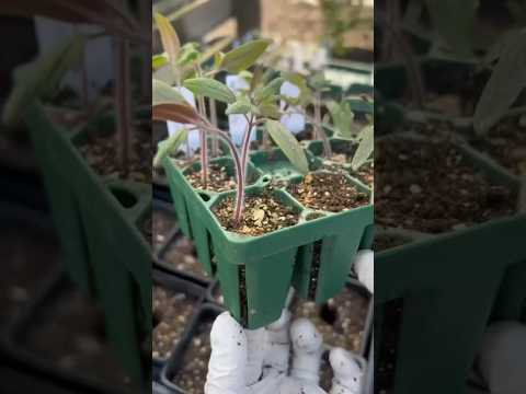 Repotting Tomato Seedlings 🌱🍅 #gardeningtips #gardening #planting #seedlingtrays #seedlings