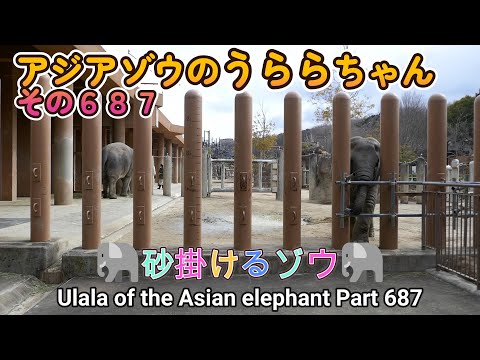 アジアゾウのうららちゃん（６８７）🐘砂掛けるゾウ🐘（東山動植物園）Ulala of the Asian elephant Part 687