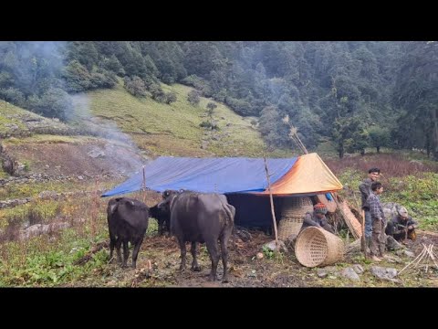 Jumla village organic daily life | primitive lifestyle | Rural Nepal |