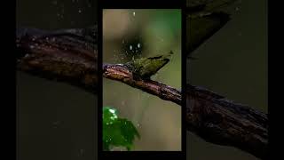 World Small bird shower 🐣🐣... #bird #nature #prokriti #forest #shower #shorts #short