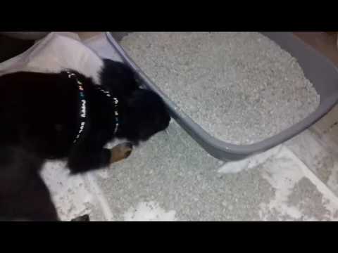 Puppy does not understand the concept of a litterbox