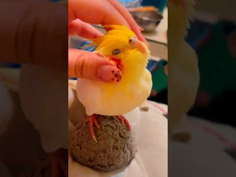 This cockatiel is living the dream, getting pampered with its eyes closed! 🥰🦜 #cockatielscraze