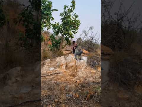 #monky catching in #jungle    #wildlife #junglewildlife #trend #viralshorts #youtubeshorts