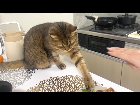 ママの晩ご飯のチキンを触ろうとして怒られ待ちする猫