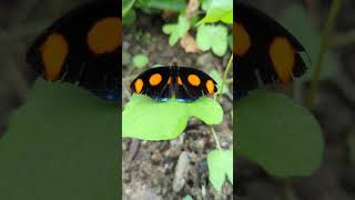 Butterflies in Sussex #kidsdayout