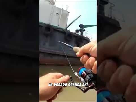 mosca y dorado 4 días pescando solo  Pesca y cocina en primera persona