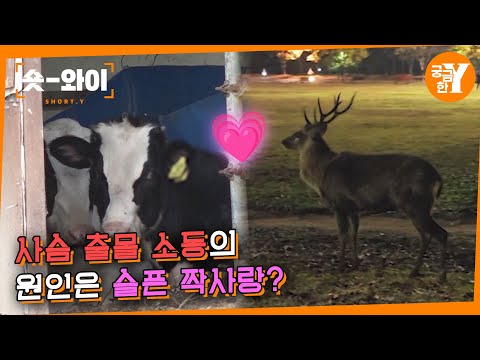 [Y 709회 요약] 도심 속 사슴 습격 사건 🦌 | 숏와이