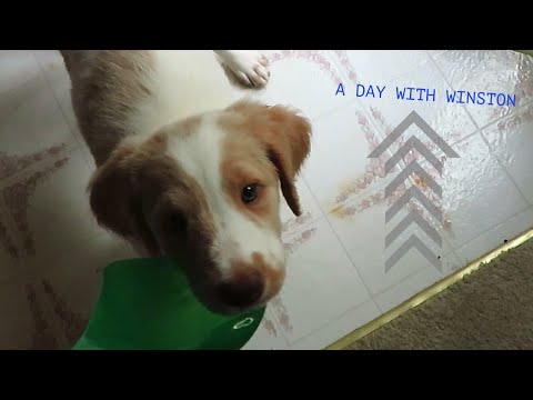 A Day in the Life of an 8-Week-Old Puppy: In Training