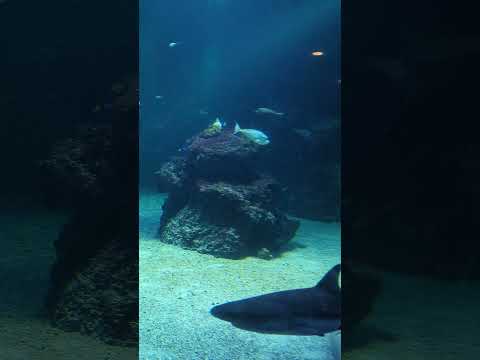 Hawaiian Reef Fish - Razor Shark and other exotic fishes #sweden #tropical