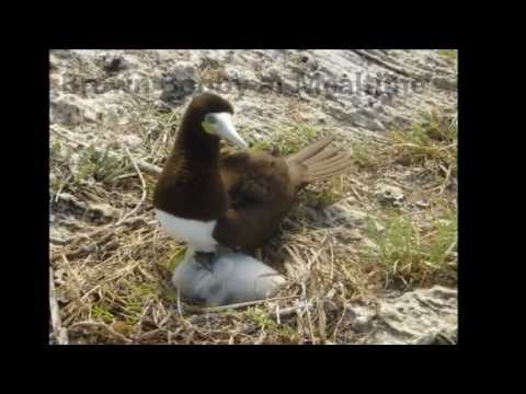 Brown Booby at Mealtime