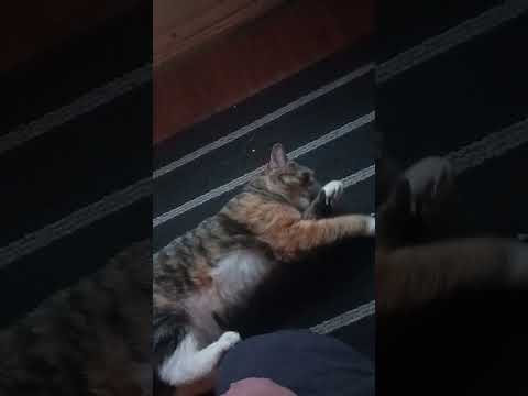 Bucky cat getting the pets! #shorts #CuteAnimals @Sukoto140  #cat   #funnyanimals   #funny