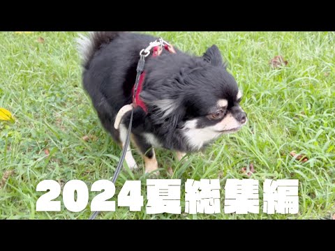 2024夏休みも無事に終了！#チワワ#ブラックタンチワワ#犬との暮らし