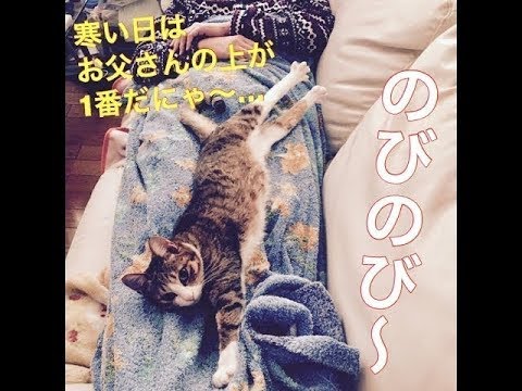 猫　の　湯たんぽ