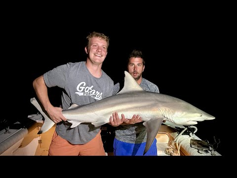 Black Tip Shark Catch