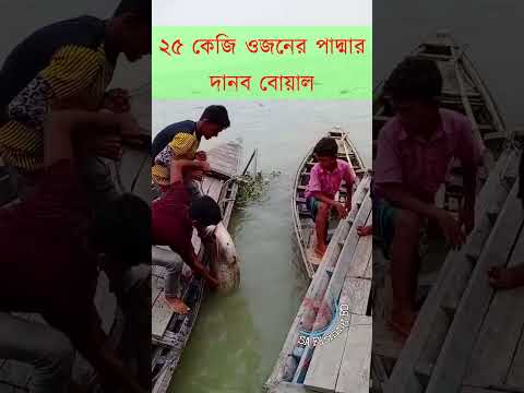 দানব বোয়াল শিকার করছে জেলে ভাইটি । বোয়াল মাছ শিকার । Hook Fishing | Ep:63 | #fishingshorts #bigfish