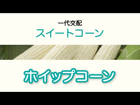 【野菜】「品種解説」スイートコーン　一代交配『ホイップコーン』