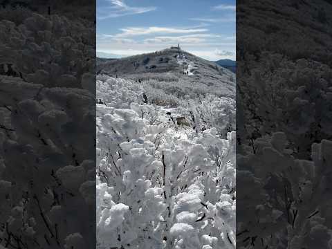 아름다운 태백산 설경