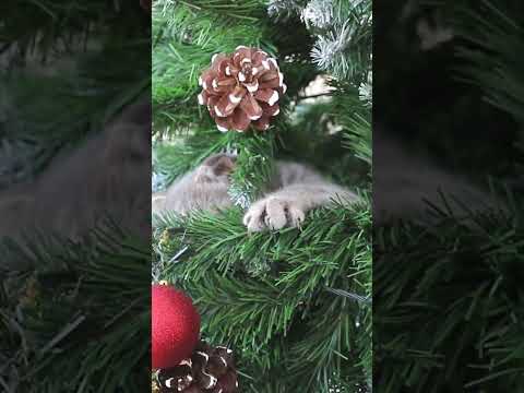 Look who is in the tree? :) #christmasmusic #cats