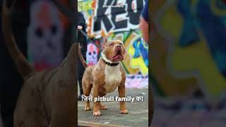 Top 5 Best Pitbull Dog Breeds😱