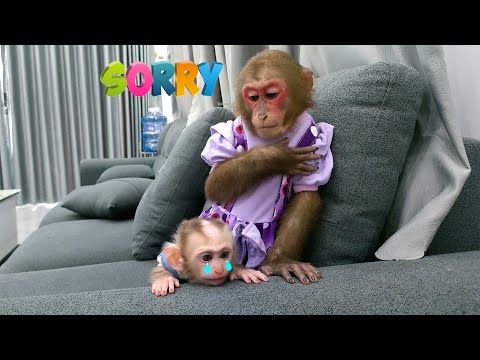 Kobi deeply regretted spilling baby monkey Mon's milk