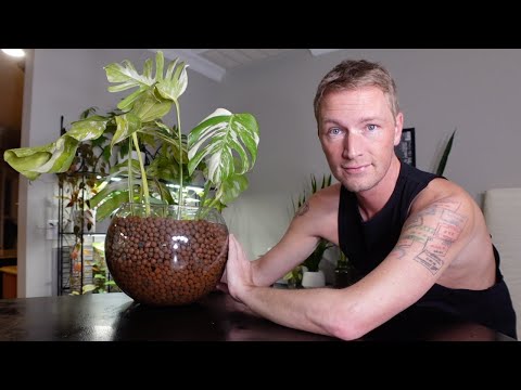 Monstera Albo Cuttings from Water to LECA! | URBAN FARMBOYS