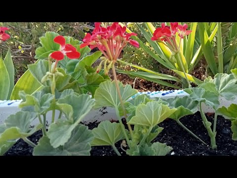 How to take Geranium cuttings and create beautiful Geranium planters @MavialHomeGarden