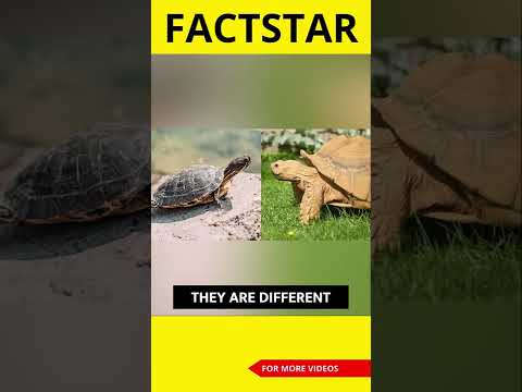 Turtle aur Tortoise mein difference kya hai?| #factstarshorts #youtubeshorts #shorts #ytshorts