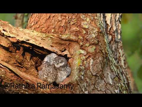 Preening Spotted Owlet