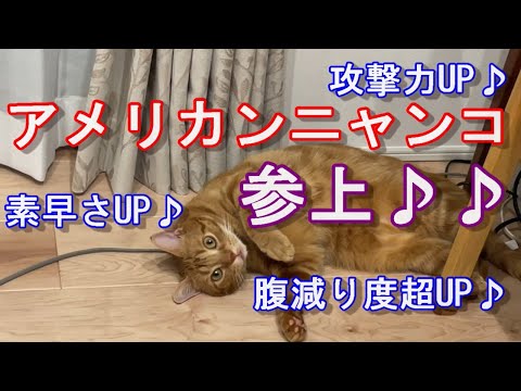 【猫】にゃん太（仮）のアメリカン？動画♪【アメショー】【アメリカンショートヘアー】【レッドタビー】【尻尾】【遊び】【可愛い】【肉球】【ゴロゴロ】【あくび】