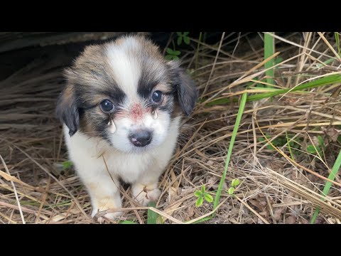 Heartbroken and Alone: Puppy Cries for Days After Being Abandoned, Hoping for a Loving Home