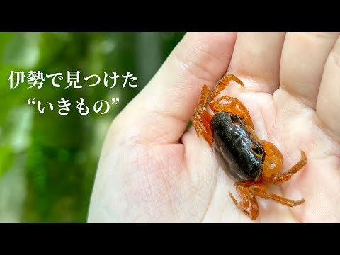 【神様に呼ばれた？！】伊勢神宮で出会えた『いきもの』たち【Ise Grand Shrine】